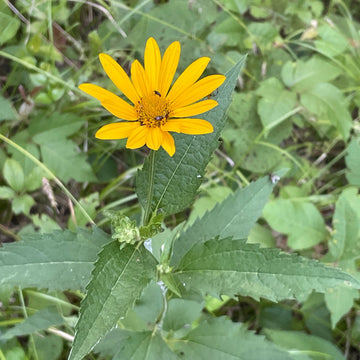 Image of smooth oxeye flower.